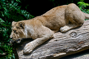 Young lioness. Latin name - Panthera leo