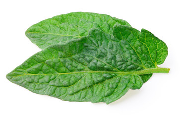 Tomato leaves isolated