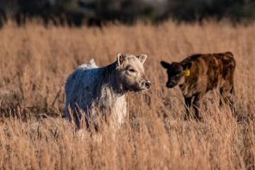 White and black calf in field