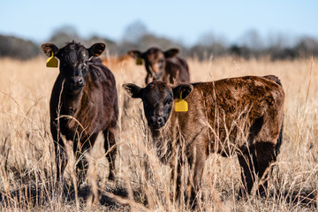 Three Angus calves in tall winter grass