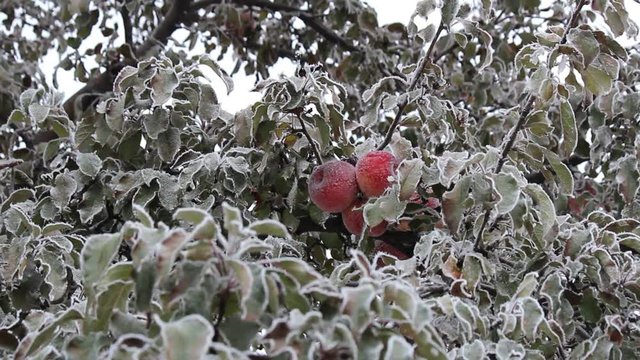 The image of an apple tree in the garden, ice crystals on the leaves and apples, toning, blurring. Abstract background, soft focus