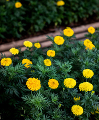 Marigold flower blooming in garden