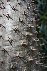 triple spikes on a tree trunk