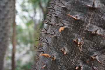 triple spikes on a tree trunk
