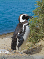 Obraz premium Cute Magellanic Penguin Standing Standing Near the Bush. Blue Water Sea in the Background. Sunny Day. Penguin Profile.