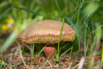 Large toadstool in grassland