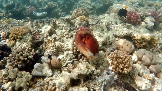 reef octopus on coral in Red sea, Egypt