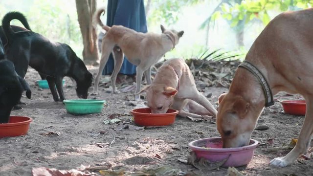 Feeding in dog pound. Hungry dogs eat their food at the dog sanctuary