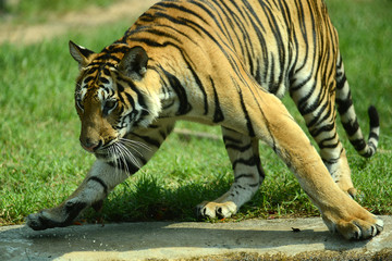 junge Tiger im Zoo in Thailand