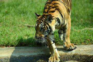 junge Tiger im Zoo in Thailand