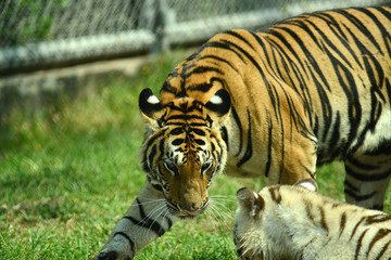 junge Tiger im Zoo in Thailand