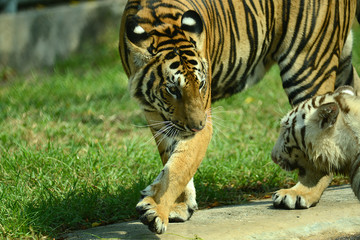 junge Tiger im Zoo in Thailand