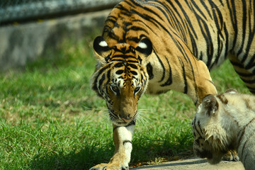 junge Tiger im Zoo in Thailand