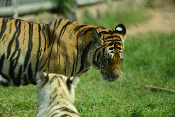 junge Tiger im Zoo in Thailand