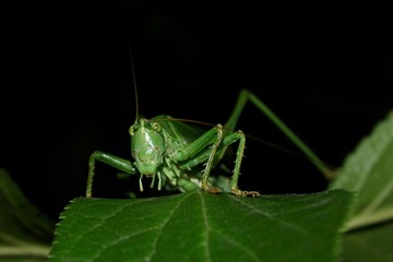 Heuschrecke bei Nacht