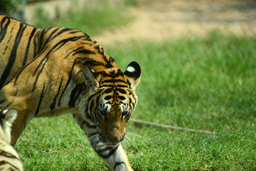 junge Tiger im Zoo in Thailand
