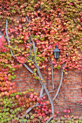 Brick wall with a street lamp overgrown with maiden grapes in autumn colors.
