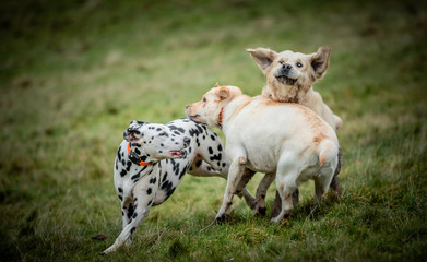 Fototapeta premium The Dalmatian 
