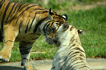 junge Tiger im Zoo in Thailand