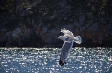 seagull in flight