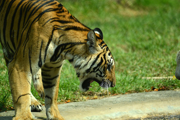 junge Tiger im Zoo in Thailand