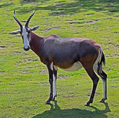 Blesboks. Latin name - Damaliskus dorcas phillipsi