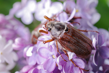 May beetles on lilacs