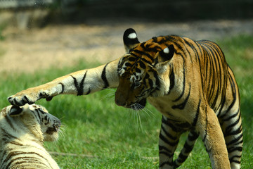 junge Tiger im Zoo in Thailand