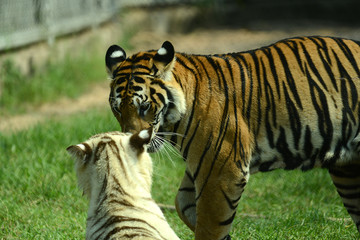 junge Tiger im Zoo in Thailand