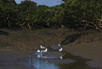 Several white and grey seagulls on water