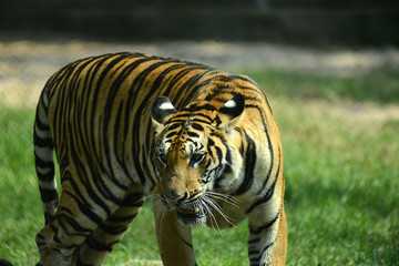 junge Tiger im Zoo in Thailand