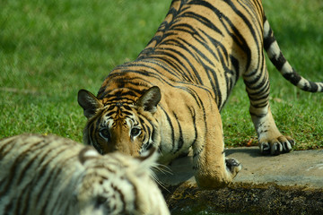 junge Tiger im Zoo in Thailand