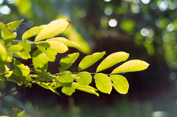 nature green leaves  bokeh soft light background.