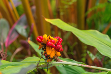 Red and Orange plant