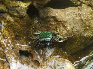 Grüne Krabbe am Strand 