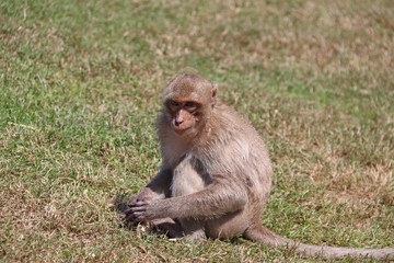 Crab-eating Macaque monkey sitting on the greensward.