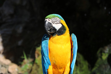 Macaw bird perched on the dry timber with nature background. It is a large long-tailed parrot with brightly colored plumage, native to Central and South America.