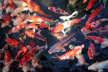 Movement of many colorful Carp fish in the water. Background of fancy fish all of the frame.