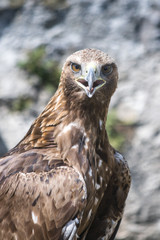 The golden eagle (Aquila chrysaetos), detail of bird of prey.