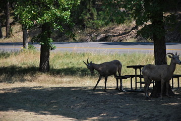 Black Hills, South Dakota