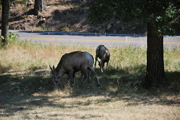 Black Hills, South Dakota