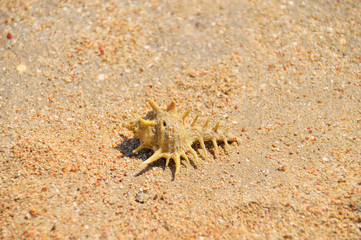 beautiful sea shell on the sandy seashore, on an isolated background