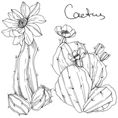 Vector Cacti floral botanical flower. Black and white engraved ink art. Isolated cacti illustration element.
