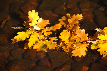 bunt verfärbtes Herbstlaub in einem Gewässer schwimmend