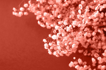 Obraz premium Photo in the color of the year 2019 coral color.