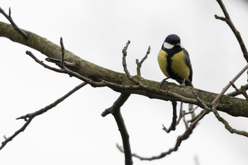 Parus major - Great tit on a branch.