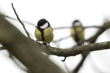 Parus major - Great tit on a branch.