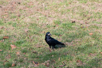 Corvus frugilegus - raven field on grass.