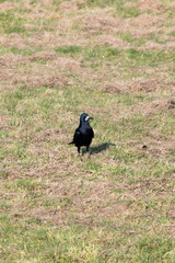 Corvus frugilegus - raven field on grass.