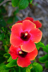 Red and orange hibiscus flower in bloom